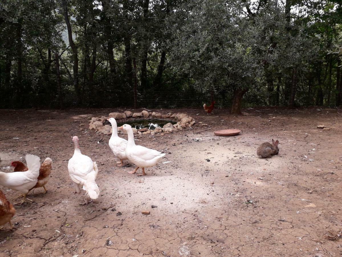 Alle Preci Country House Santa Restituta エクステリア 写真